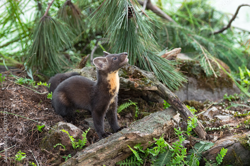 American Pine Marten (Martes americana) Kit Looks Up to Right Summer American Pine Marten (Martes americana) Kit Looks Up to Right Summer