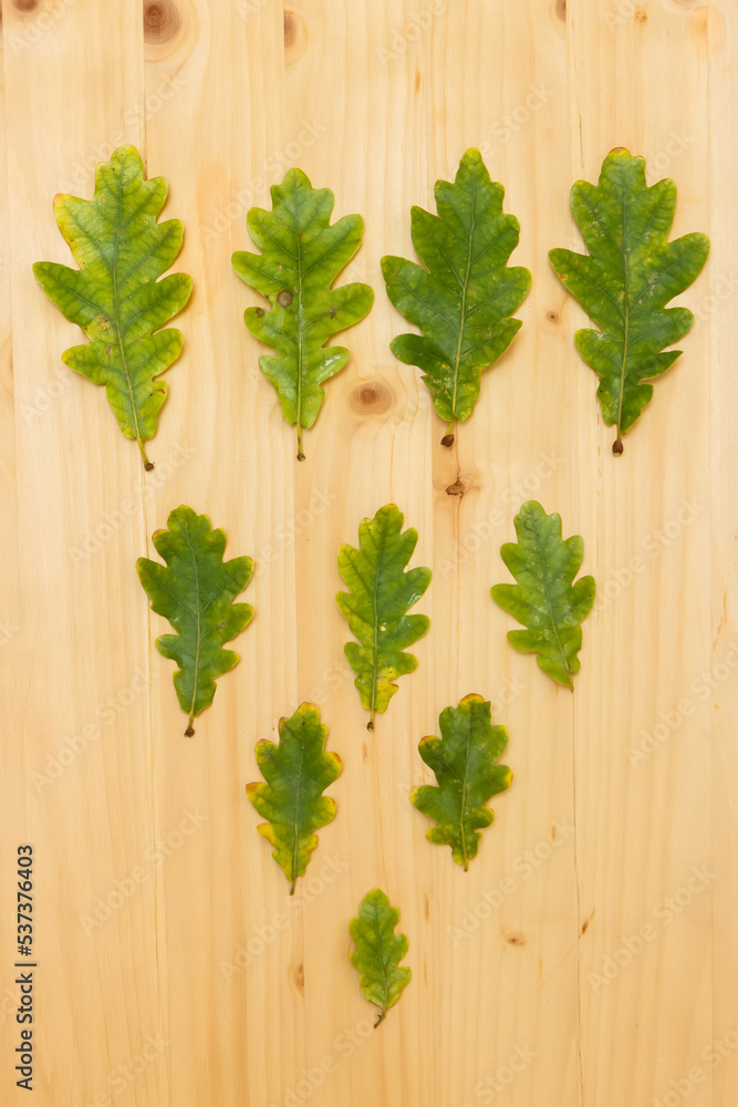 Oak leaves of different sizes in the form of a triangle Oak leaves of different sizes in the form of a triangle