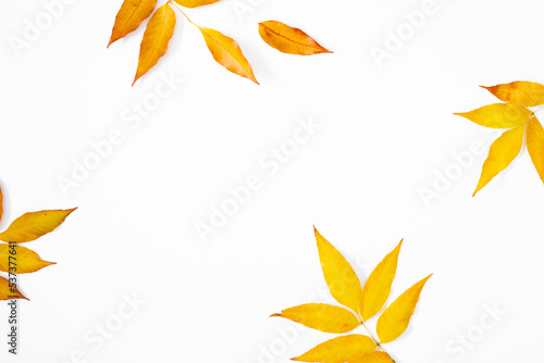 Autumn background of tree leaves. Yellow autumn leaves on white background. Fall foliage, texture. Flat lay, top view, copy space