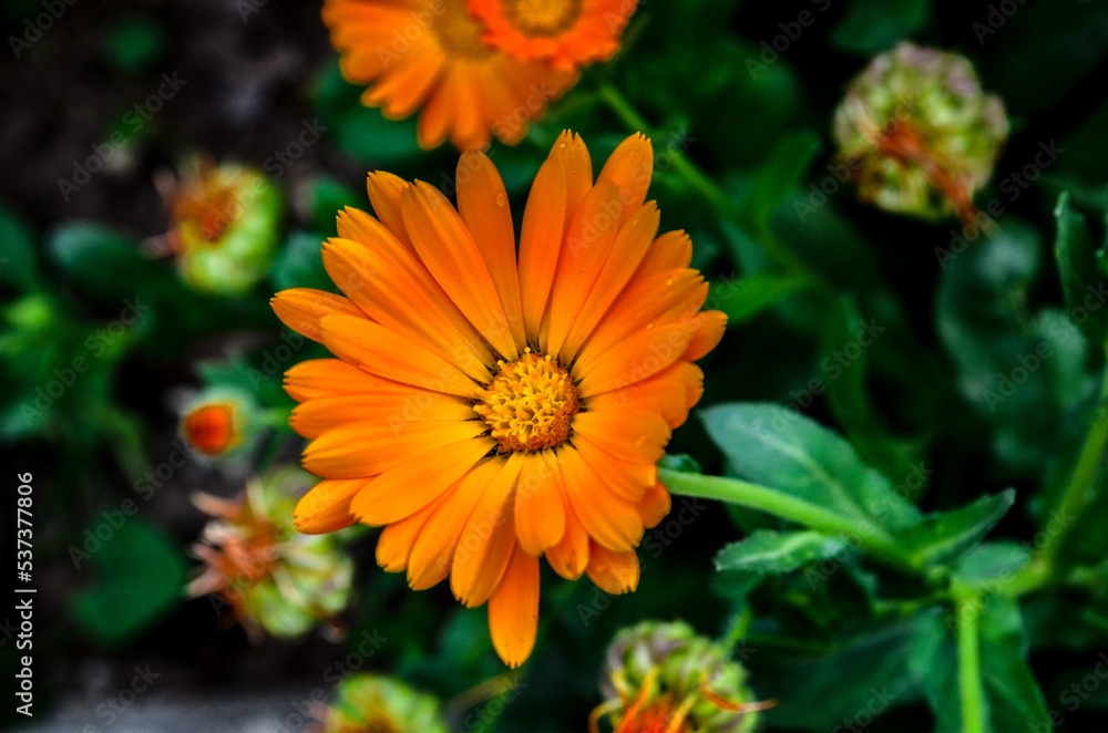 orange dahlia flower