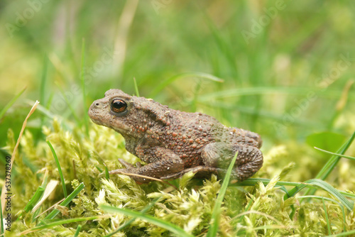 Closeup on a small Common European toad , Bufo bufo sitting in the green grass