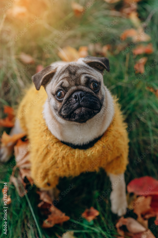 Small dog in nature. Funny pug in a warm sweater walks in the autumn park.