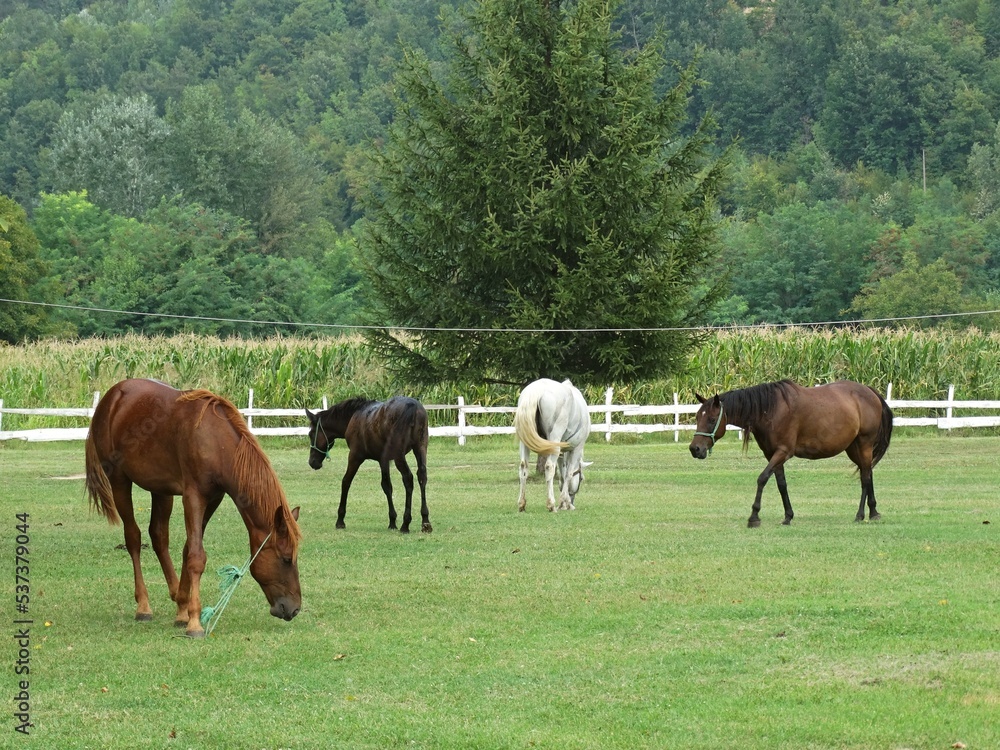 Fototapeta premium Horse farm