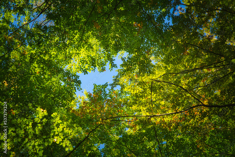 Some beautiful trees set against the blue sky. Colorful Autmn in the forest. Look up to the treetop Some beautiful trees set against the blue sky. Colorful Autmn in the forest. Look up to the treetop