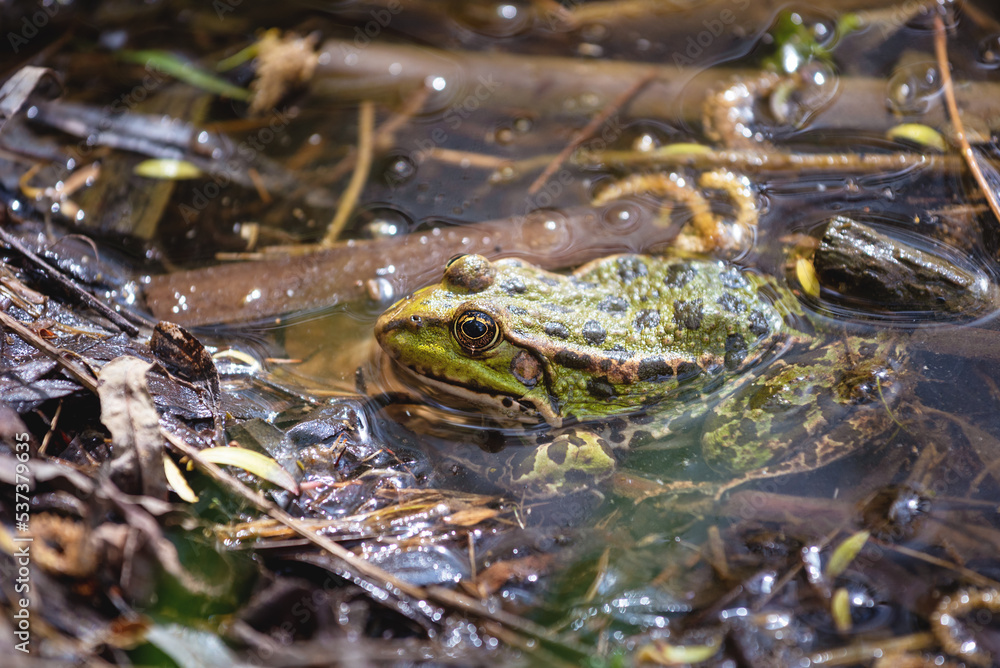 A little green frog in a pond on a sunny day. Pelophylax lessonae (Rana lessonae) resting in the water near the bank A little green frog in a pond on a sunny day. Pelophylax lessonae (Rana lessonae) resting in the water near the bank