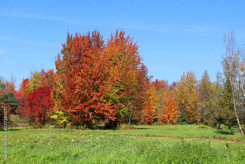 Fall landscape north america Quebec province Canada