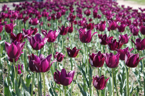 A field of tulips with dark purple flowers on stems. Blurred background.