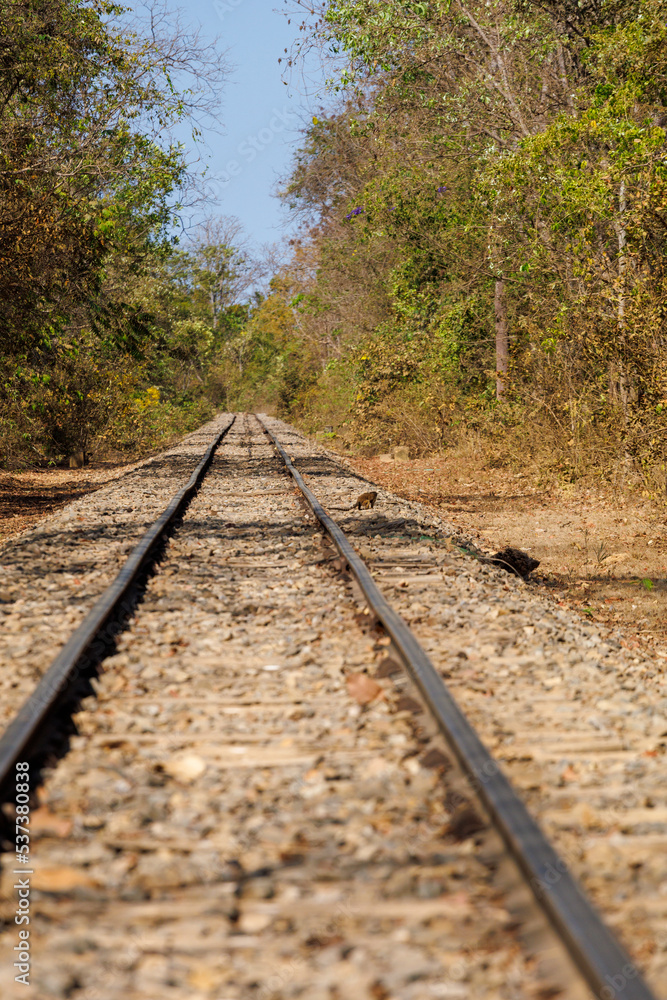 Fototapeta premium horseman on rail road in central brazil
