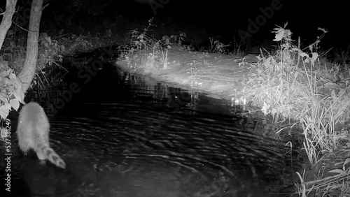 Raccoon looking for food with a small snake swimming by, startling the raccoon