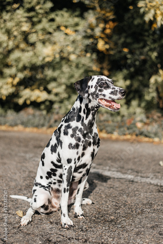 Landscape portrait of cute dalmatian dog with black spots standing in forest during sunset. Smiling purebred dalmatian pet from 101 dalmatian movie