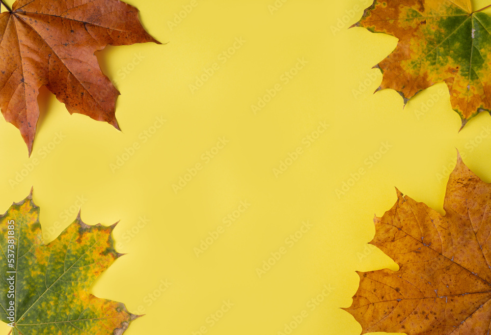 Fototapeta premium maple leaves lie on a yellow background, copy space