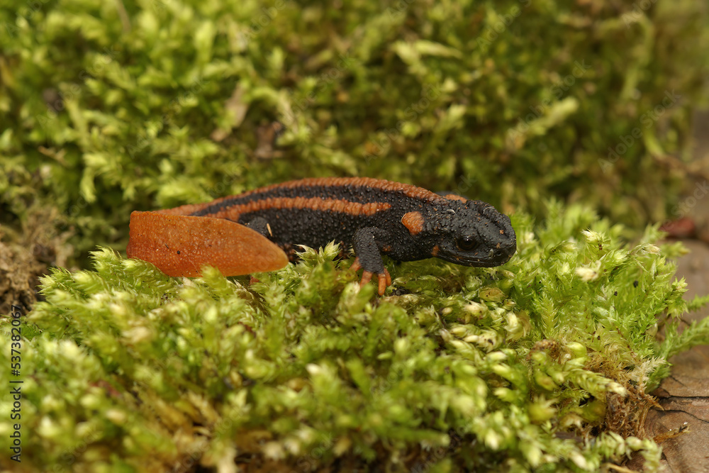 Closeup on a gorgeous juvenile Chinese Red-tailed Knobby Newt , Tylototriton kweichowensis
