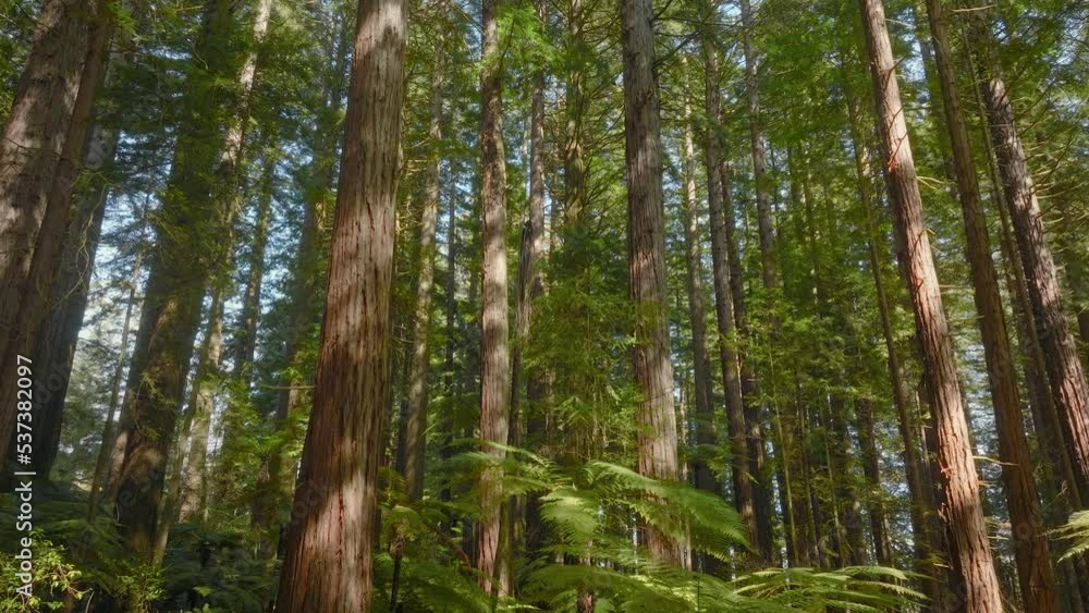 Sunshine breaks through a scenic redwood forest canopy Sunshine breaks through a scenic redwood forest canopy
