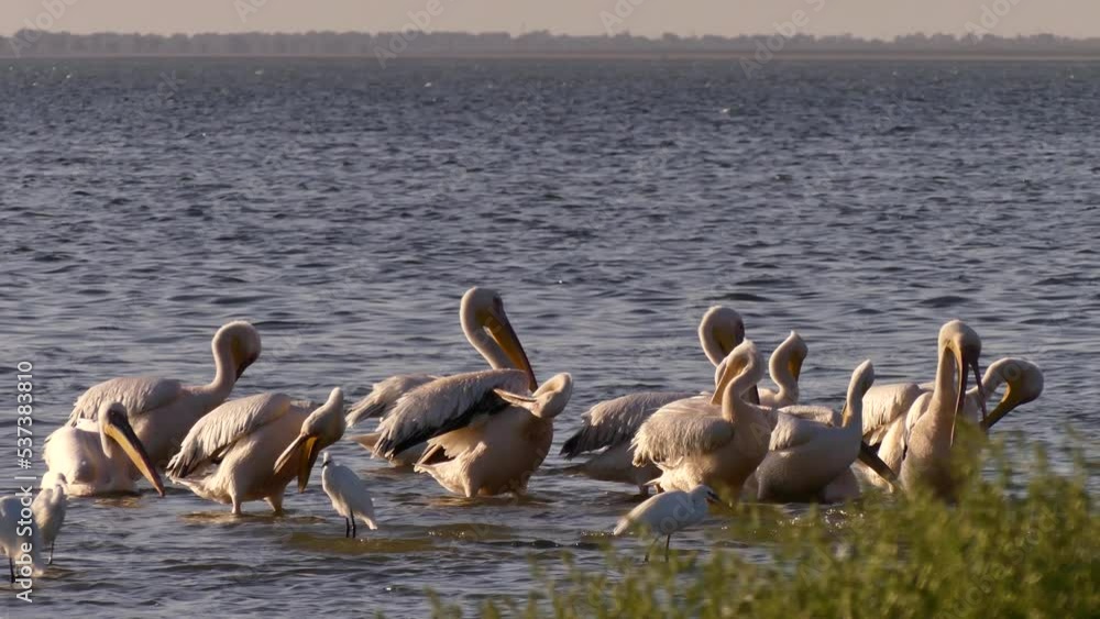 The great white pelicans (Pelecanus onocrotalus) in the shallow waters of the Tuzlovsky estuaries. They rest together and fish together. The great white pelicans (Pelecanus onocrotalus) in the shallow waters of the Tuzlovsky estuaries. They rest together and fish together.