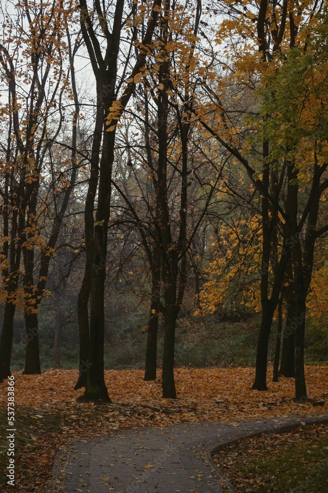 Autumn landscape, park, colourful trees, amazing atmosphere of nature 