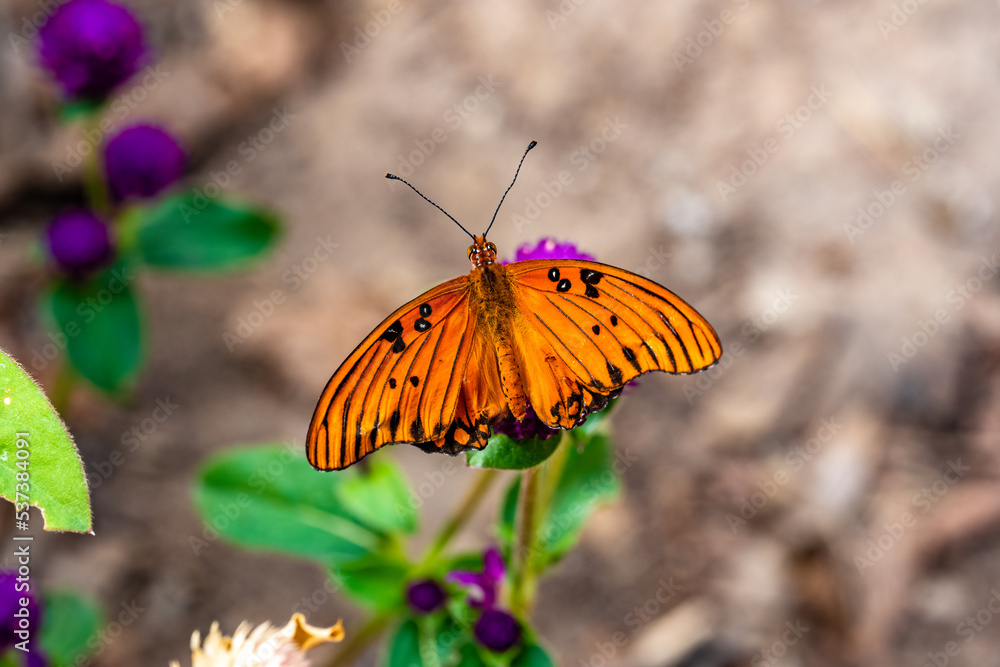 butterfly on flower