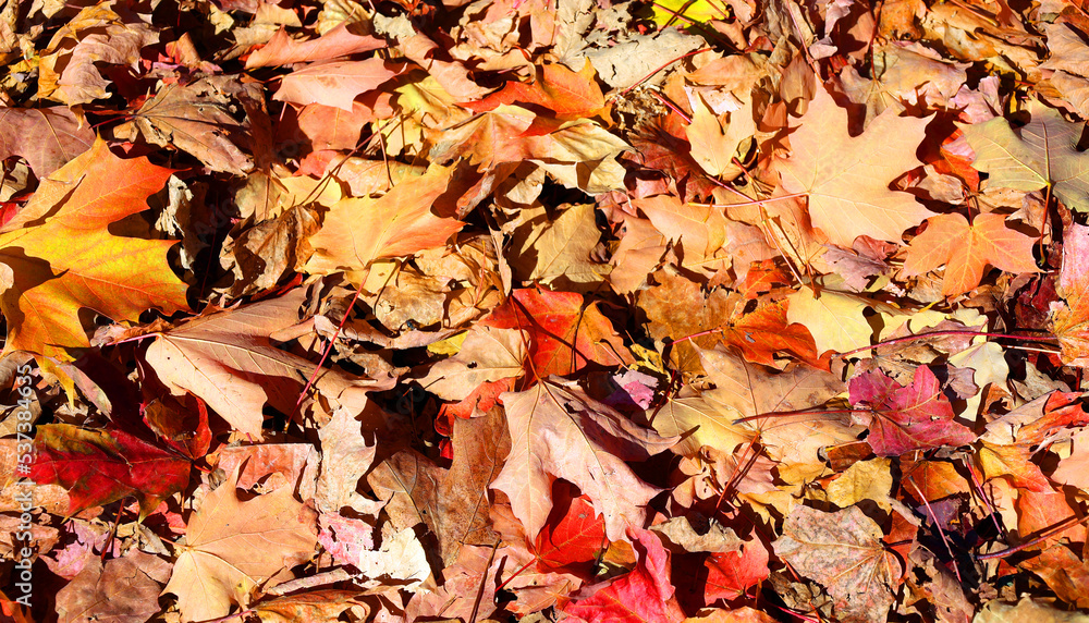 Red and yellow maples leaves form a spectacular scene on the tree Red and yellow maples leaves form a spectacular scene on the tree