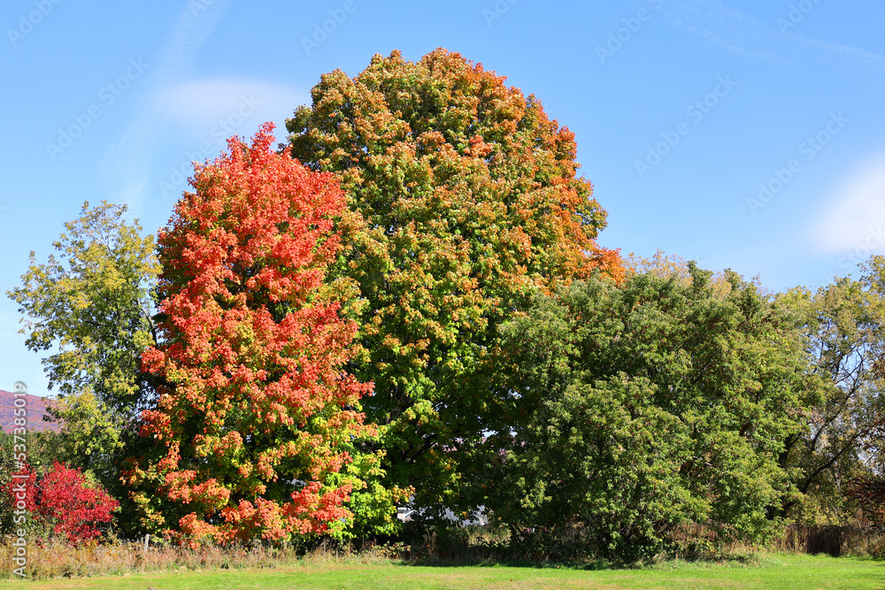 Fototapeta premium Fall landscape north america Quebec province Canada
