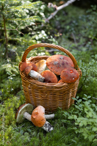 Bild auf Leinwand Forest mushroom boletus, cep, porcini, chanterelle collected in a wooden wicker basket
