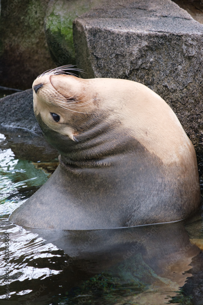 Fototapeta premium 動物園の水槽で遊ぶアザラシ。愛くるしい目。