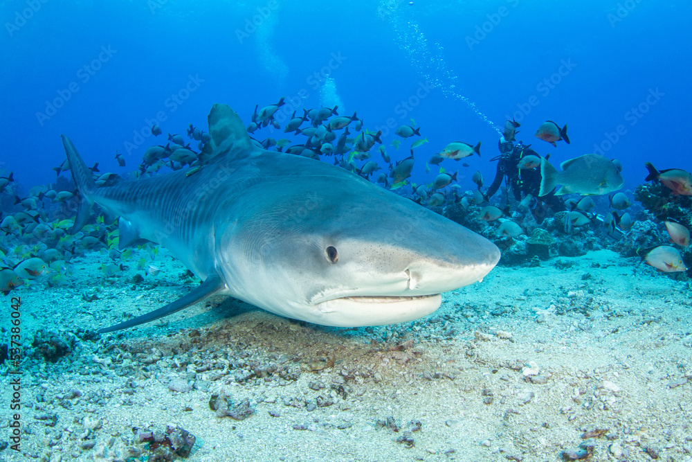 Obraz premium Tiger shark