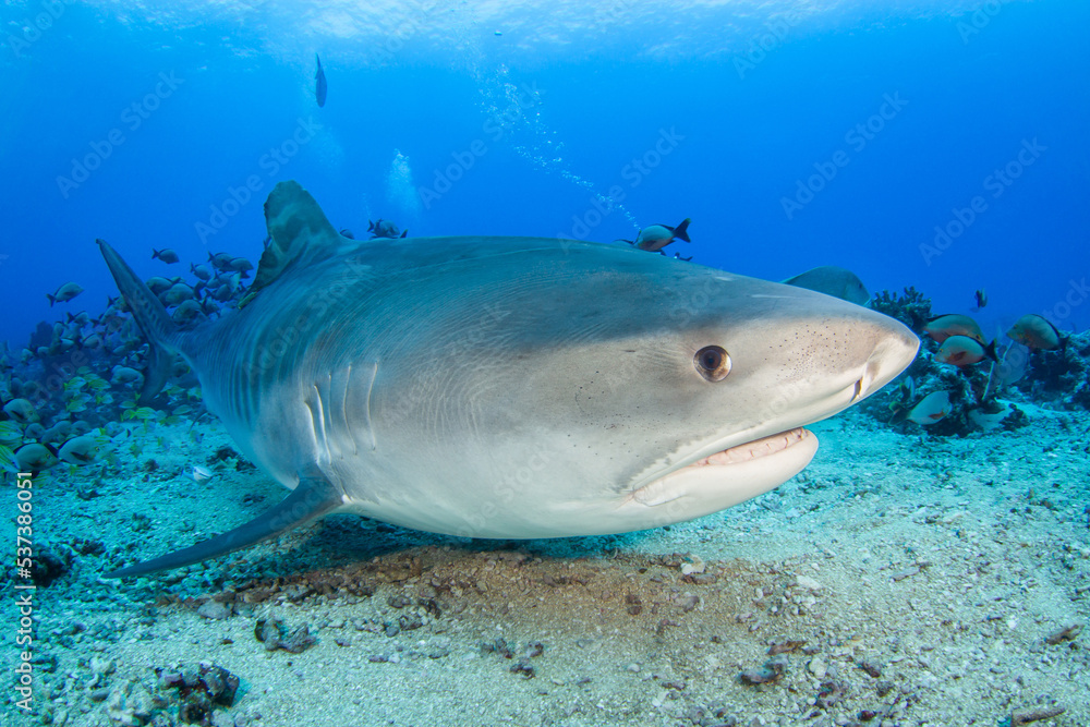 Tiger shark Tiger shark