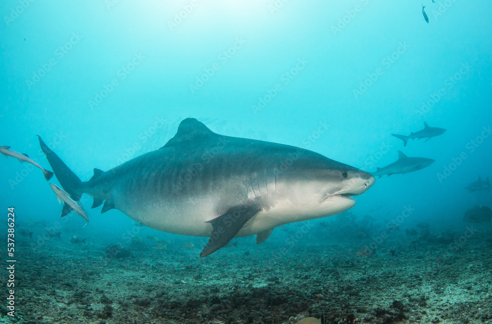 Obraz premium Tiger shark