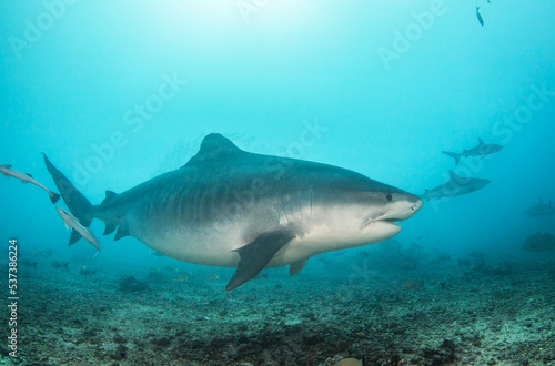 Tiger shark © Tropicalens