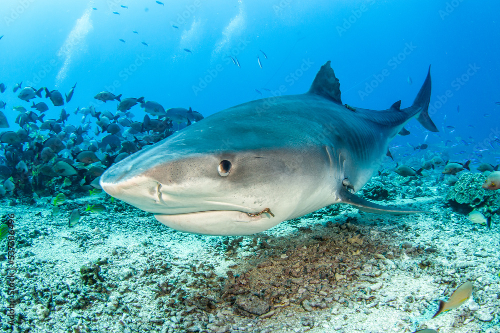 Naklejka premium Tiger shark