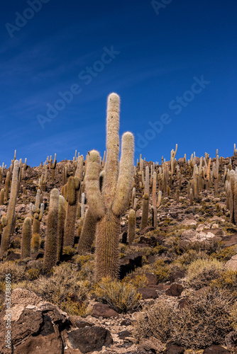 Desierto lleno de cactus