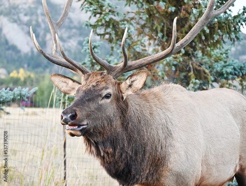 Bull Elk by Evergreen