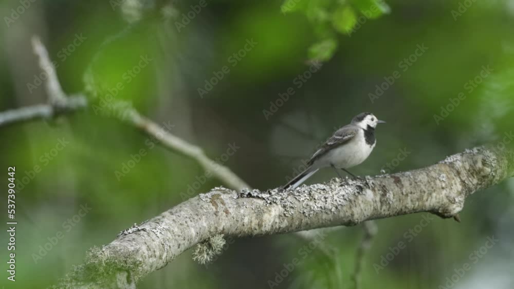 White wagtail, Motacilla alba perched and cleaning its beak on a spring day in Estonia, Northern Europe White wagtail, Motacilla alba perched and cleaning its beak on a spring day in Estonia, Northern Europe