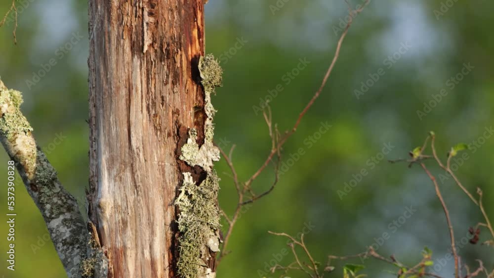 Small Willow tit entering nesting hole and bringing food to chicks on a spring evening in Estonia Small Willow tit entering nesting hole and bringing food to chicks on a spring evening in Estonia