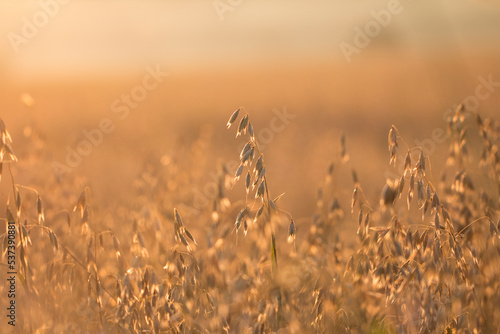 Ripe oats in the field as agricultural background.