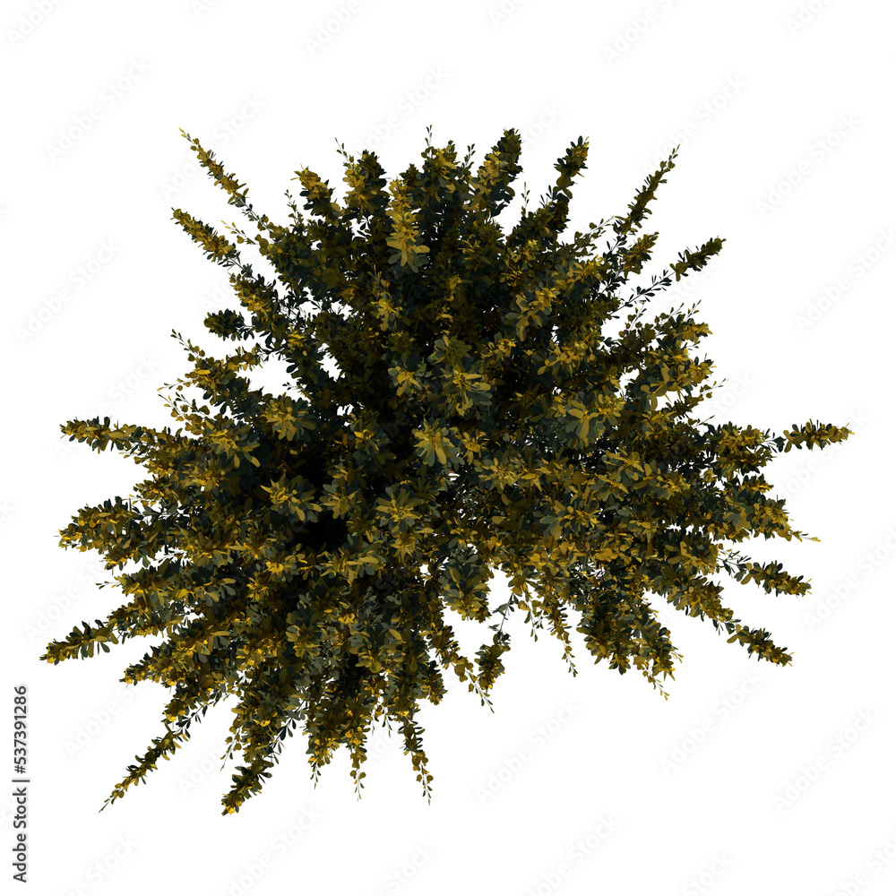 Fototapeta premium Top view tree (Young Cytisus scoparius common broom 1) png