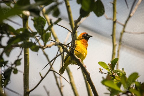 masked weaver on a branch