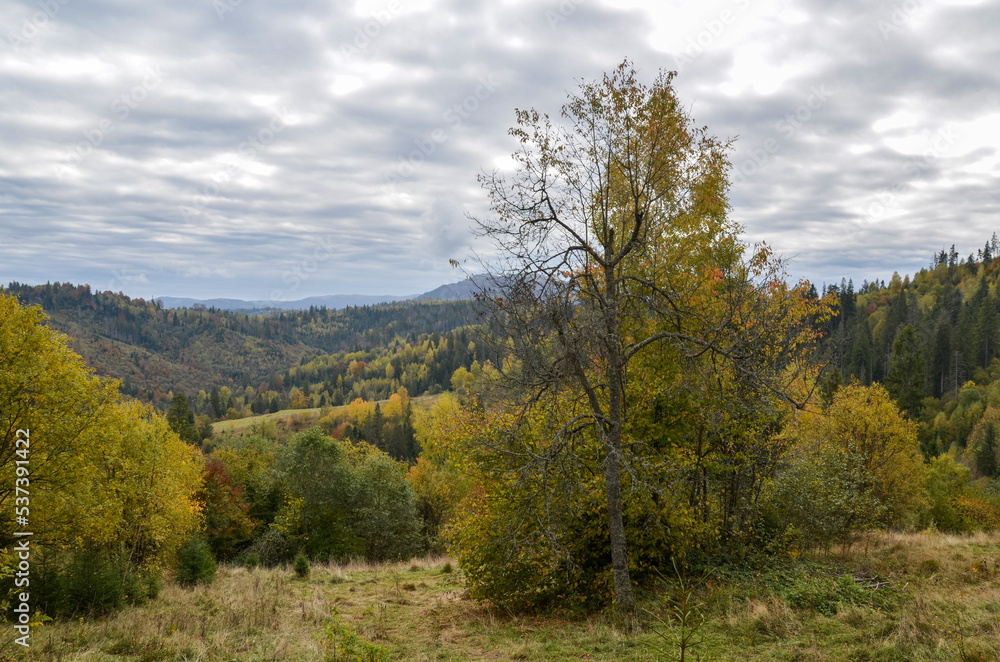 Autumn mountain forest with leafy and fir green, yellow trees at hills. Carpathian Mountains, Ukraine