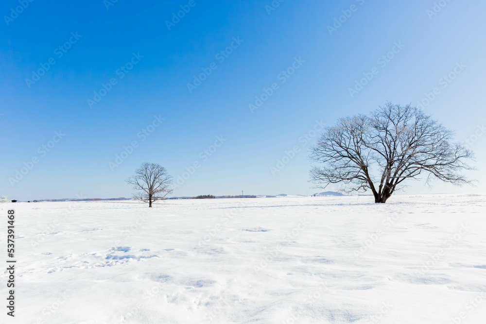 Obraz premium ハレニレの木