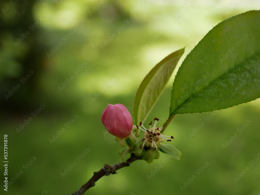 Magnolia blossoms in the park of a subtropical city. Pink magnolia petals on a branch on a sunny spring day against a background of green leaves. Large fragrant flowers and buds of an evergreen tree. Magnolia blossoms in the park of a subtropical city. Pink magnolia petals on a branch on a sunny spring day against a background of green leaves. Large fragrant flowers and buds of an evergreen tree.