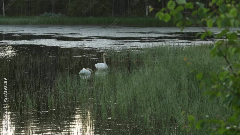 Whooper swan falling asleep on a summer night near Kuusamo, Northern Finland