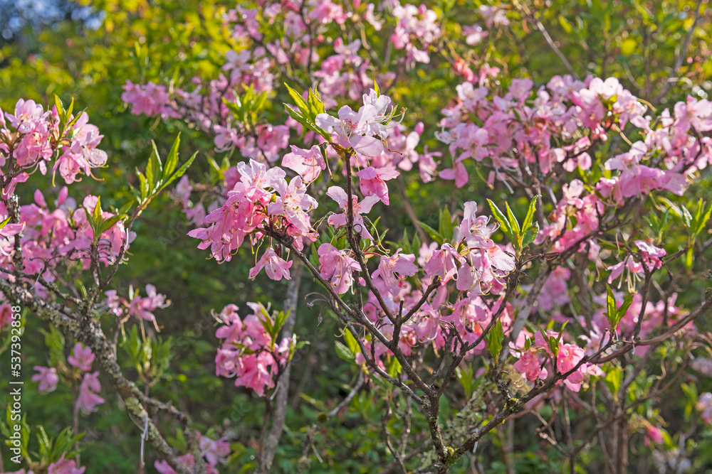 Pink Azalea Blooming on a Mountain Ridge