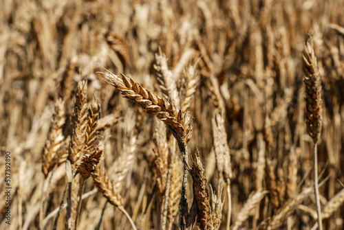 Drought wheat field. Dry climate destroyed crops and harvest. Withered wheat on the field at summer. Climate change and global warming.  photo