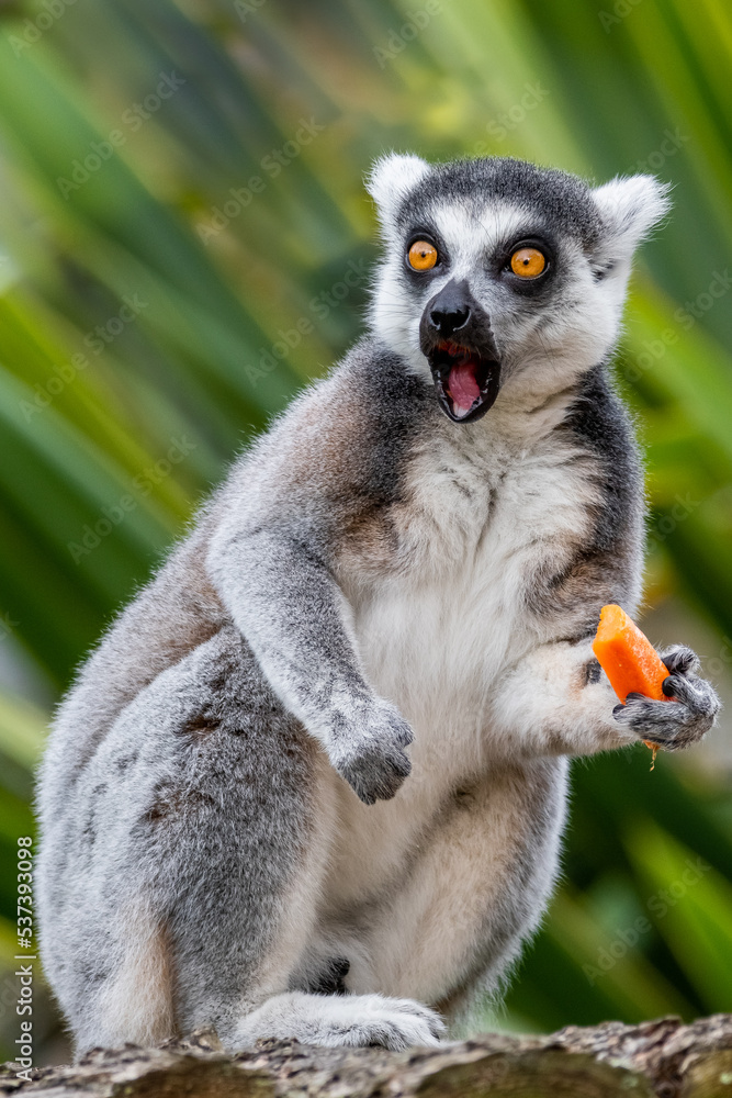 Fototapeta premium Surprise Lemur