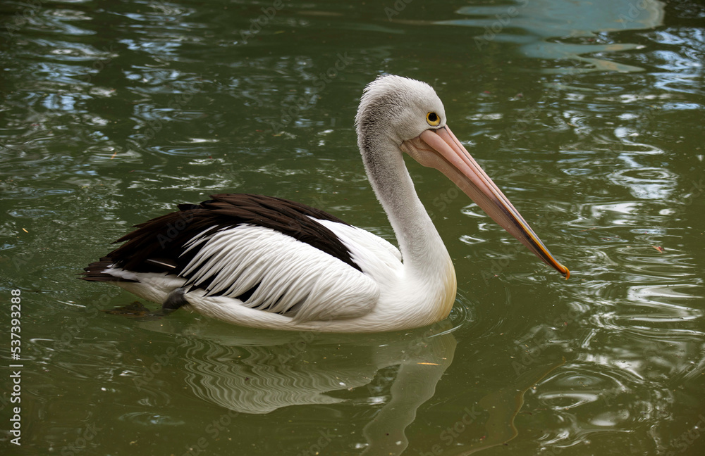 Australian Pelican (Pelecanus conspicillatus) Australian Pelican (Pelecanus conspicillatus)