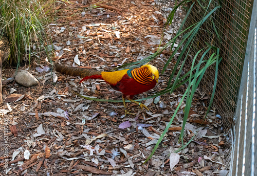 Valokuva Golden pheasant (Chrysolophus pictus)