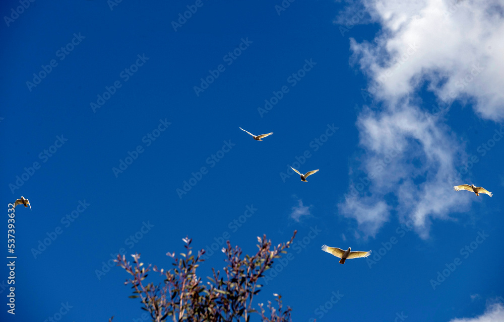 Obraz premium Little Corella (Cacatua sanguinea)