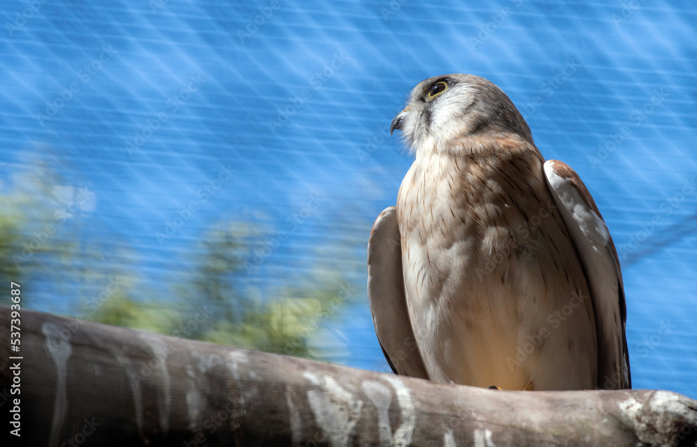 Fototapeta premium Nankeen Kestrel (Falco cenchroides)