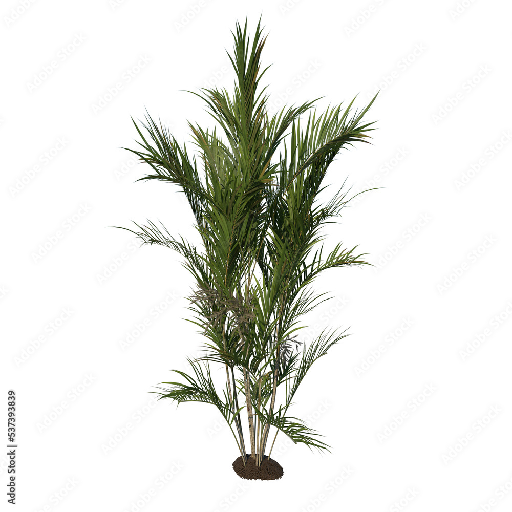 Fototapeta premium Front view tree (Young Butterfly Palm Areca tree 3 ) png