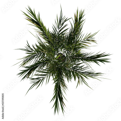 Top view tree (Young Butterfly Palm Areca tree 3 ) png