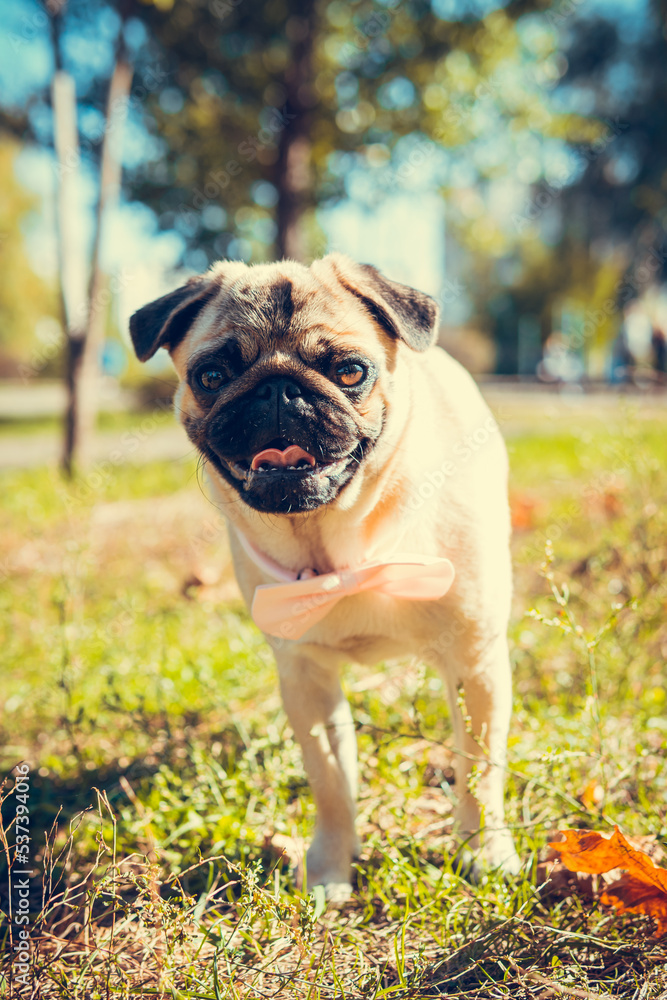 Portrait of cute pug puppy, outdoors. Healthy and active pet